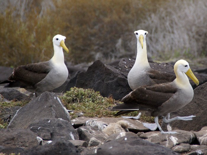 Альбатросы на острове Эспаньола